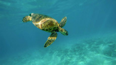 Selama PPKM Darurat Rekreasi Bisa Lewat Virtual, Seperti Apa?