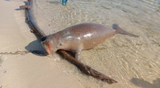 Dugong Terdampar di Toli-Toli, KKP Turun Tangan