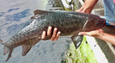 Potensi Besar, Kampung Ikan Dewa di Sumedang Jawa Barat Mulai Dirintis