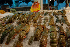 Berjuang dari Nol, Guru SD Ini Sukses Budi Daya Lobster Air Tawar