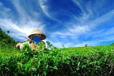 Pesona Kebun Teh Medini, Destinasi yang  Indah dan Menantang