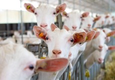 Milenial Ini Sukses Kelola Ternak Domba, Bagikan Manfaat Lewat PKK Milenial