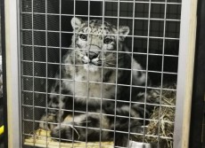Angkut Snow Leopard dari Amsterdam, Garuda Indonesia Dukung Konservasi Satwa Dilindungi