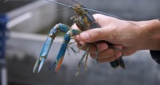 Peluang Bisnis Menguntungkan dari Budi Daya Lobster Air Tawar