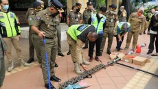 Satpol PP Bersama Komunitas Saber Bersihkan Ranjau Paku di Jalan