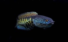 Ini Jenis Ikan Channa dan Kisaran Harganya