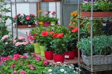 Tak Hanya Tahan Panas, Tanaman Ini Bikin Cantik Teras Rumah