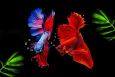 Peluang Bisnis Ikan Hias, Pasarnya hingga Mancanegara