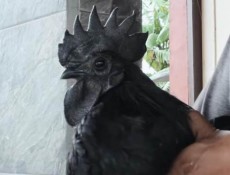 Raup Untung dari Ternak Ayam Cemani, Ekspor Sampai Pakistan