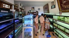 KKP Respons Keluhan Pelaku Usaha Ikan Hias di Medsos