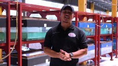 Investasi dari Budidaya Ikan Hias, Hobi yang Bisa Hasilkan Cuan