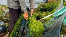 Budidaya Rumput Laut di Perairan Jailolo Terus Meningkat