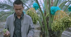 Petani Asal Karo Sumut Sukses Panen Kurma di Lahan Tropis