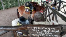 The Ranch Cisarua, Destinasi Wisata Berkuda di Puncak Bogor