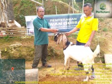 Perhutani Serahkan Hewan Kurban pada Masyarakat Desa Hutan Wonogiri