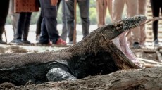 Tarif Masuk Taman Nasional Komodo Naik, Sandiaga: Untuk Kepentingan Konservasi