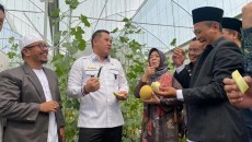 Pesantren Al Hidayat Gerning Sukses Budidaya Melon Sultan