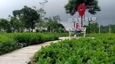 Objek Wisata Patitie, Rasakan Sensasi Kabut Tipis di Hamparan Kebun Teh