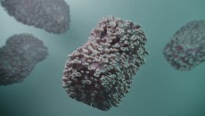 Begini Cara Cegah Wabah Cacar Monyet Menurut Pakar IDI