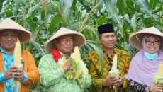 Kemenag Gelar Panen Raya Program Inkubasi Wakaf Produktif