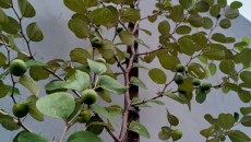 Hias Rumah dengan Pohon Bidara, Bisa untuk Tangkal Gangguan Setan