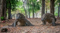 DPR Minta Kenaikan Tarif TN Komodo Ditunda, Singgung Pembangunan DSP