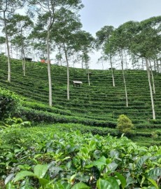Hamparan Hijau Kebun Teh Kemadon, Tawarkan Wisata Alam dan Edukasi
