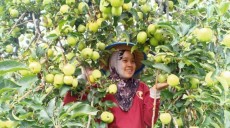 Desa Wisata Tulungrejo, Miliki Kebun Apel Terluas di Asia Tenggara