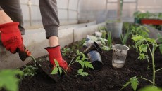 5 Alat yang Wajib Dimiliki bila Hobi Berkebun di Rumah