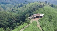 Kebun Teh Cipasung, Rekomendasi Wisata Alam Menarik di Majalengka