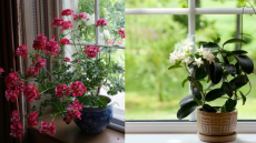 4 Jenis Tanaman Aroma Terapi, Cocok untuk Dekorasi Rumah