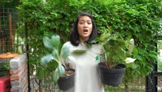 5 Tips Merawat Kebun saat Musim Hujan, Waspadai Tanaman Busuk