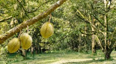 Agrowisata Kebun Buah Ewang Tulehu jadi Sarana Pembibitan Buah Hasil Alam Maluku