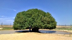 Pohon Sahabi, Tempat Berteduh Rasulullah yang Masih Ada Hingga Kini