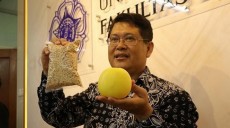 Peneliti UGM Berhasil Ciptakan Hikapel, Buah Melon Seukuran Apel