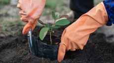 Studi Ungkap Manfaat Berkebun Bisa Turunkan Risiko Kanker
