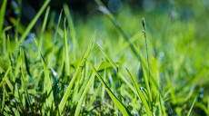 Hikmah Larangan Mencabut Rumput di Atas Makam