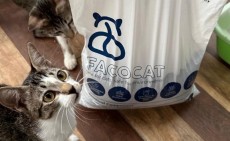 Cat Lovers, Kini Ada Pasir Kucing yang Ramah Lingkungan