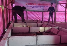 Wujud Nyata LMI dalam Mendukung Gubuk Maggot BUMDes Berkaho