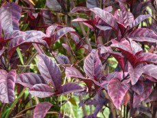 Ekstrak Daun Ungu Bermanfaat sebagai Sabun Pembersih Gigi Tiruan