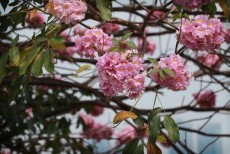 Bunga Tabebuya, Sakura Singapura yang Punya Manfaat Serap Polusi Udara