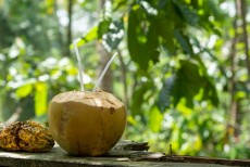 Air Kelapa Tak Hanya Menghilangkan Dahaga Tapi Ada Rahasia Khasiat Penting Yang Perlu Tahu