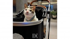 Bobby Si Kucing Resmi Menghuni Istana Merdeka Temani Presiden Prabowo Berdinas