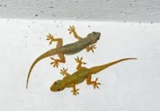 Alasan Sunnah Membunuh Cicak, Hewan Fasik Pembawa Bakteri Berbahaya