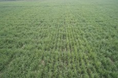 Dukung Swasembada Gula 2028, PTPN I Regional 5 Kebun Kalitelepak Banyuwangi Tingkatkan Produksi Tebu 31%