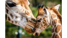 Populasi Jerapah Terus Menurun, AS Usulkan 3 Subspesies Masuk Daftar Satwa Langka