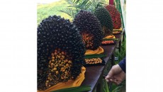 Jangan Hanya Hilir, Dukungan Pada Industri Sawit Untuk Huluisasi Harus Dikuatkan Agar Produktivitas Meningkat