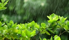Perlukah Menyiram Tanaman Meski Sudah Terkena Hujan?