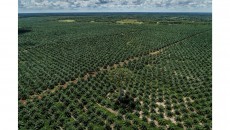 Kepala Studi Sawit IPB: Banyak Kawasan Hutan yang Tidak Berhutan Bisa Ditanami Sawit