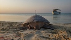 Inovasi Penelitian Laut Saudi: Kura-kura Jadi Pencari Padang Lamun Handal